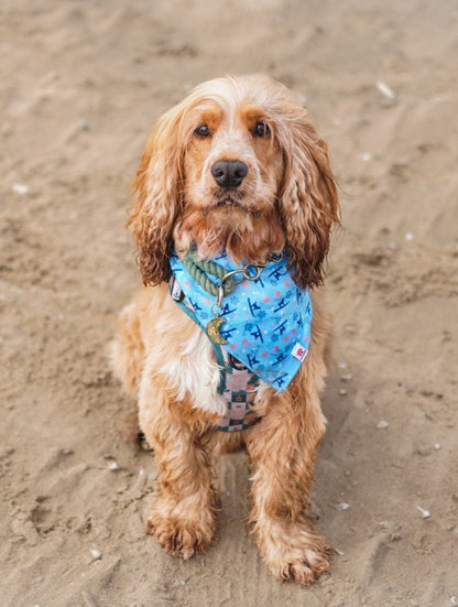 Paw Print - Pet Bandana - Blue