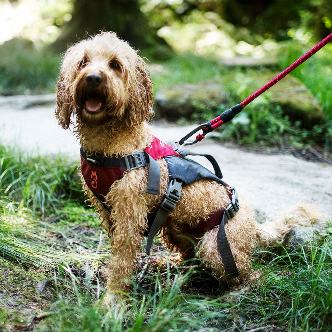 Rope dog cheap harness